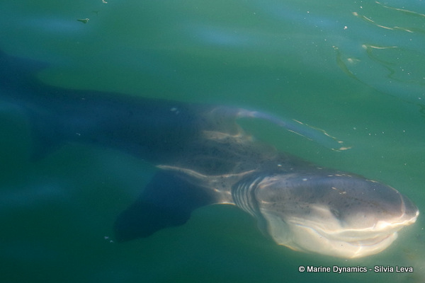 broadnose seven gill shark, South Africa